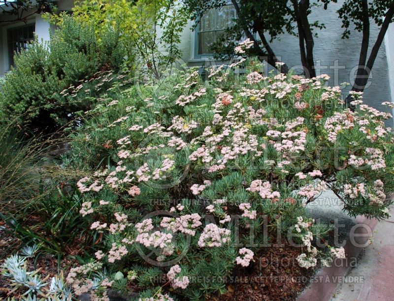 Eriogonum arborescens (Santa Cruz Island Buckwheat) 2