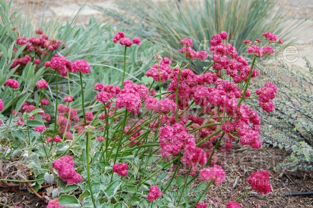 Eriogonum grande rubescens (Red-flowered Buckwheat) 1