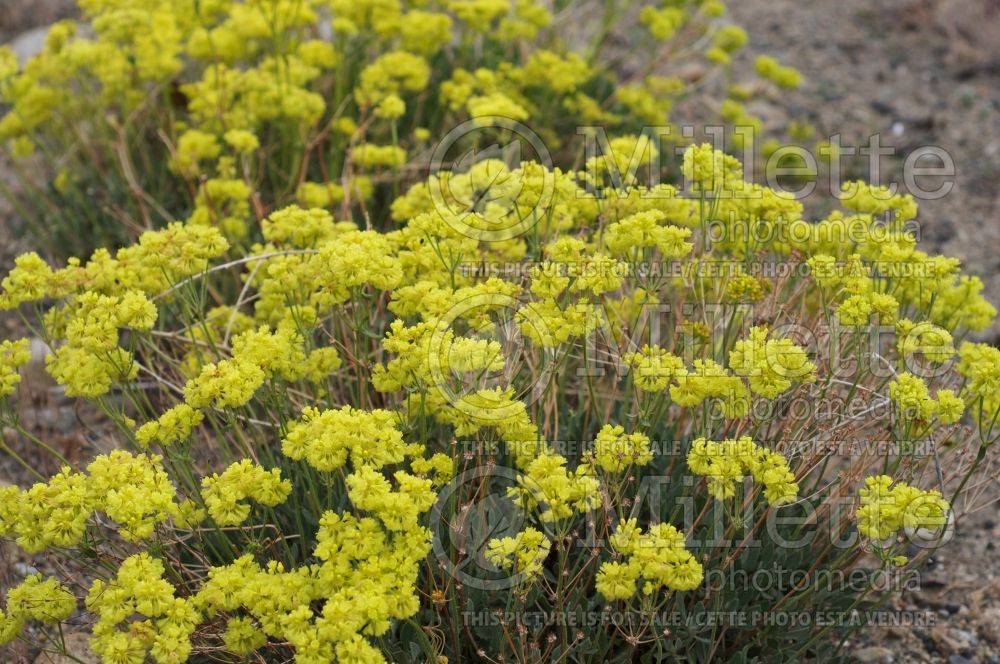 Eriogonum umbellatum (Sulfur flower) 1