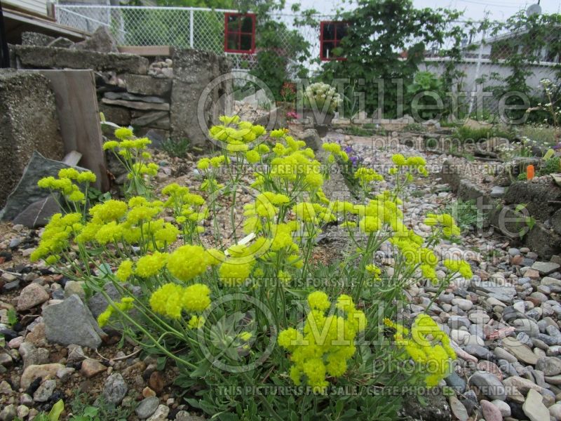 Eriogonum umbellatum (Sulfur flower) 2