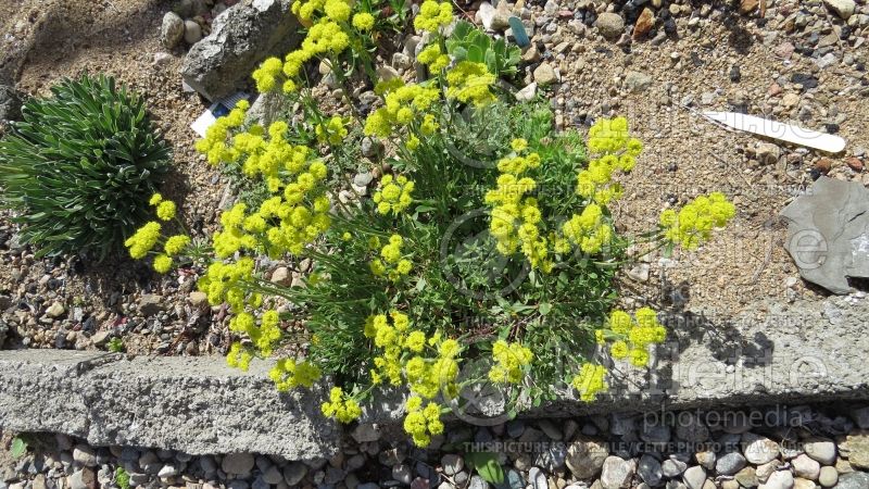 Eriogonum umbellatum (Sulfur flower) 3