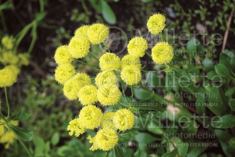 Eriogonum umbellatum (Sulfur flower) 4