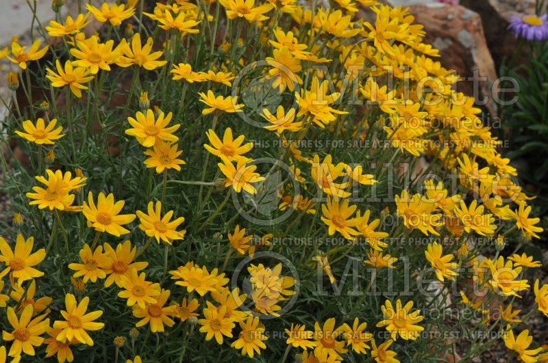 Eriophyllum lanatum (woolly sunflower) 1 