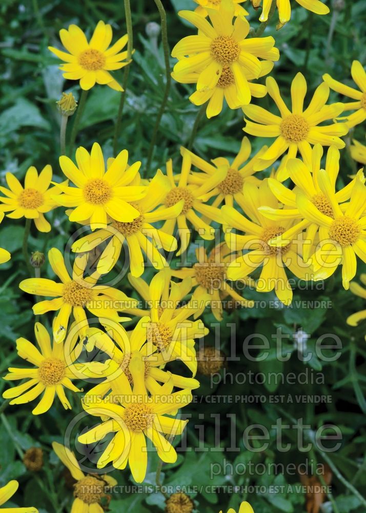 Eriophyllum lanatum (woolly sunflower) 2 