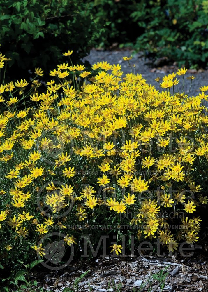 Eriophyllum lanatum (woolly sunflower) 3 