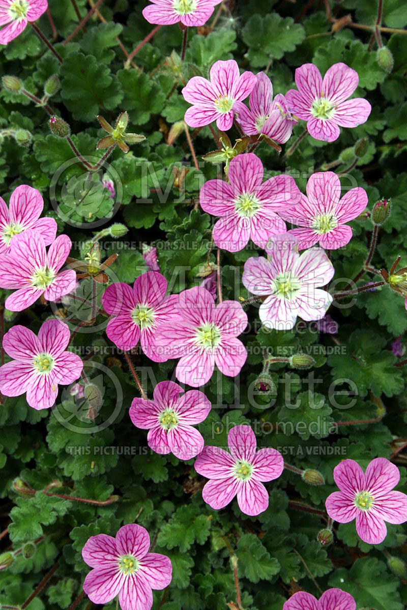 Erodium Bishop's Form (Alpine Geranium, Cranesbill)  3