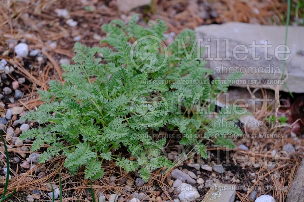Erodium chrysanthemum (Greek storkbill) 1