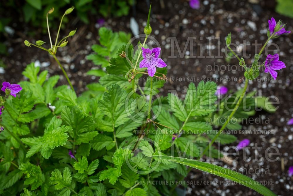 Erodium manescavi (Heron's Bill) 1 