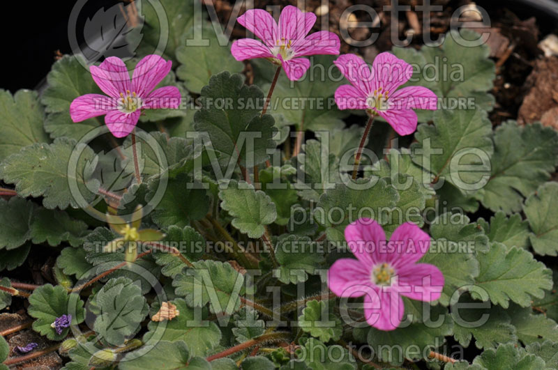 Erodium Bishop's Form (Dwarf Heronsbill) 1