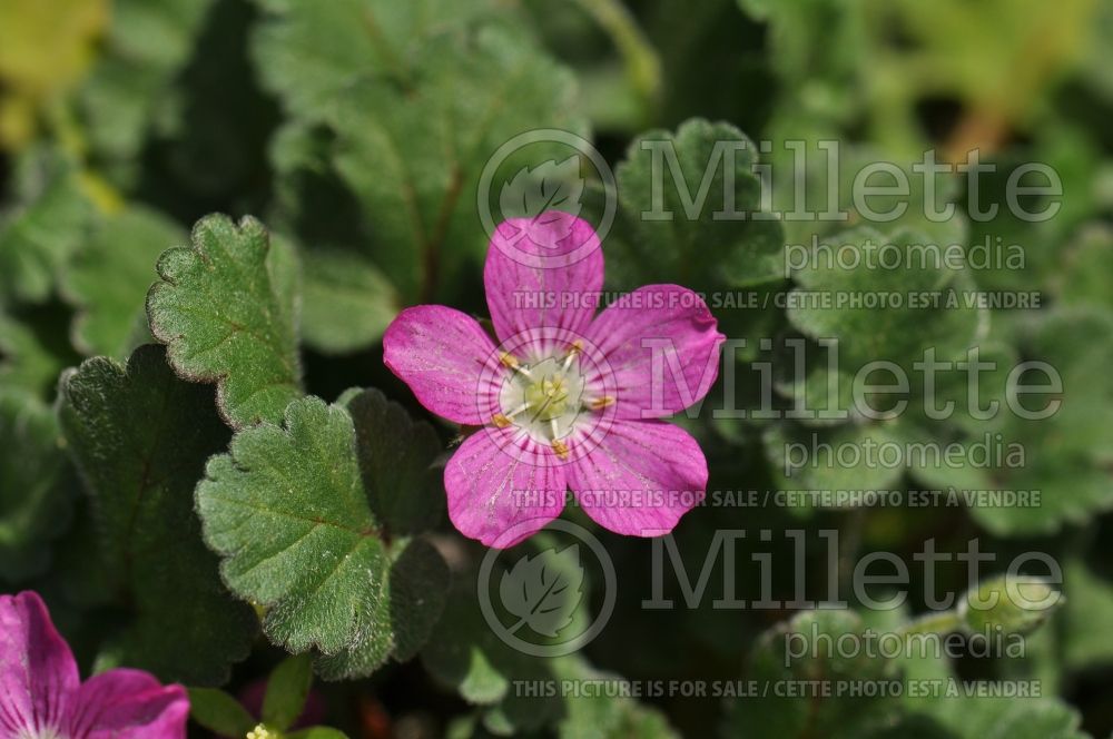 Erodium Bishop's Form (Dwarf Heronsbill) 2