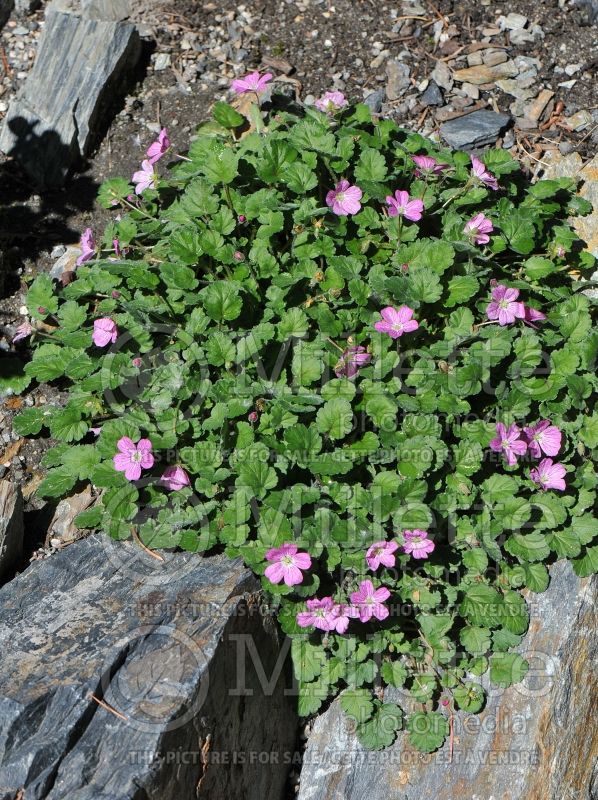 Erodium Charm (Dwarf Heronsbill) 3