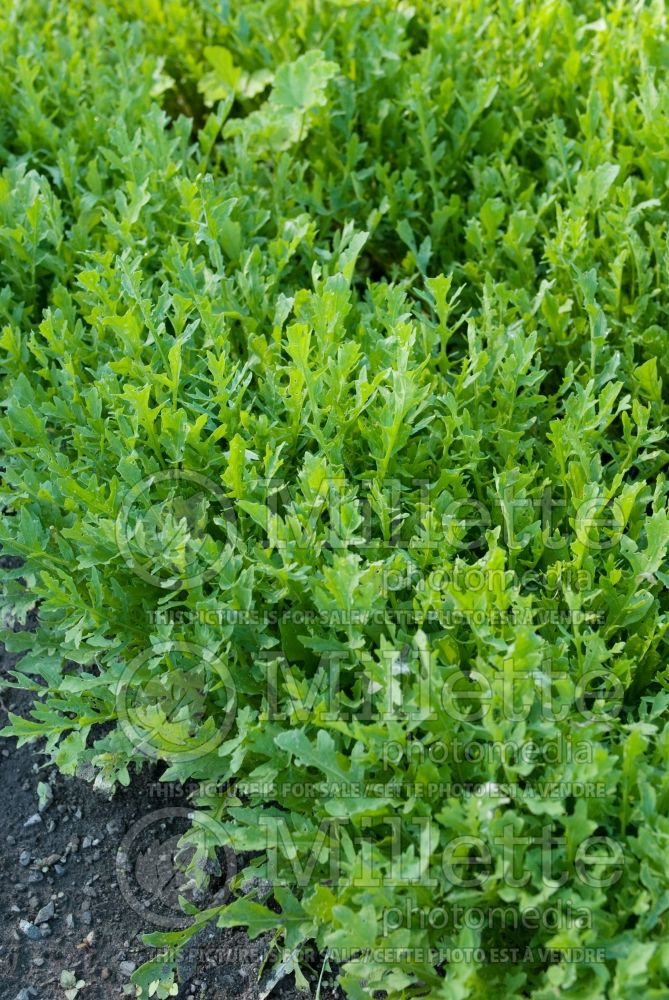 Eruca vesicaria subsp. sativa (Aragula vegetable – roquette) 5 