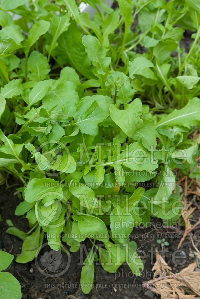 Eruca vesicaria subsp. sativa (Aragula vegetable – roquette) 4 