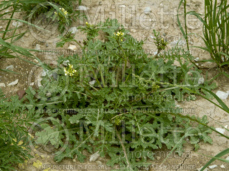 Erucastrum gallicum (hairy rocket or common dogmustard) 1 