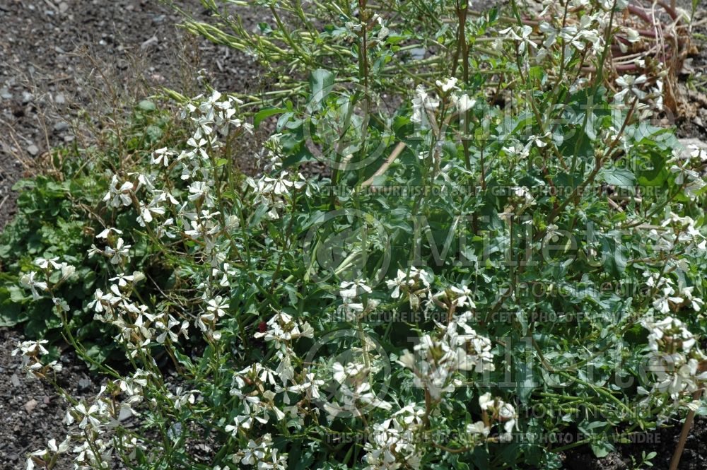 Eruca vesicaria subsp. sativa (Aragula vegetable – roquette) 2 