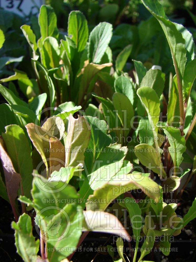 Eruca vesicaria subsp. sativa (Aragula vegetable – roquette) 1 