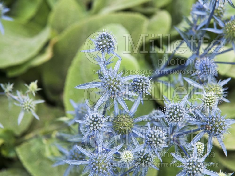 Eryngium Blaukappe (Sea Holly) 5