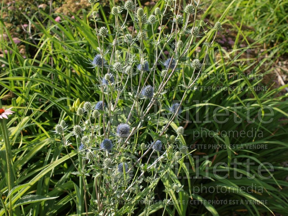 Eryngium Blaukappe (Sea Holly) 7