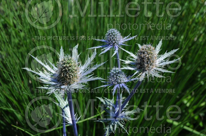 Eryngium Sapphire Blue or Jos Eijking (Sea Holly) 1 