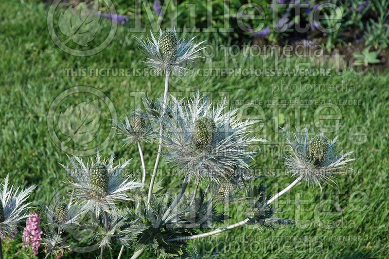 Eryngium Blue Jackpot (Sea Holly) 1