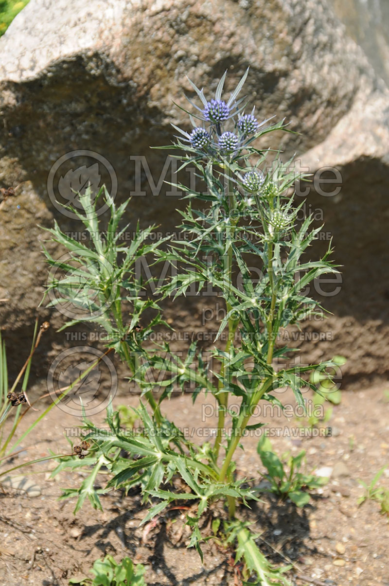 Eryngium caucasicum (Button snake-root, Rattlesnake Master) 1 