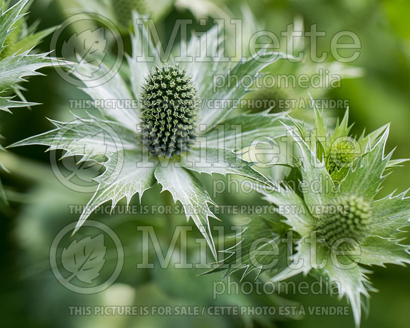 Eryngium giganteum (Giant Sea Holly) 1 