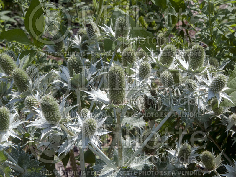 Eryngium Miss Willmott's Ghost (Sea Holly) 3 