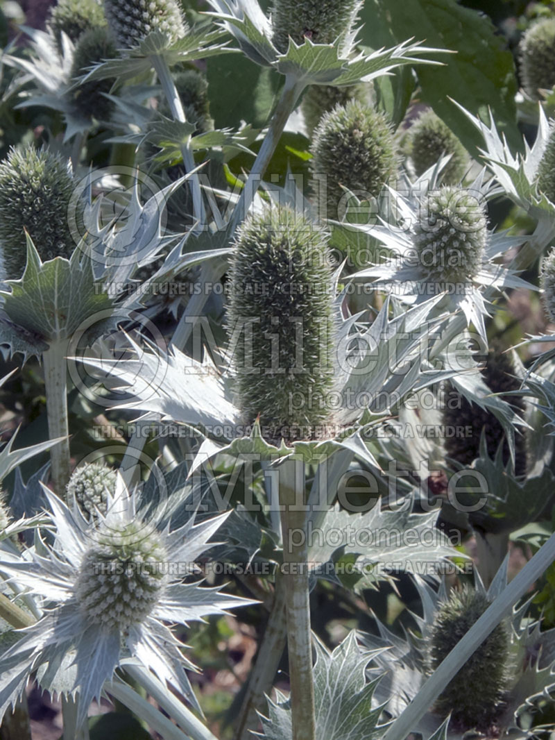 Eryngium Miss Willmott's Ghost (Sea Holly) 4 