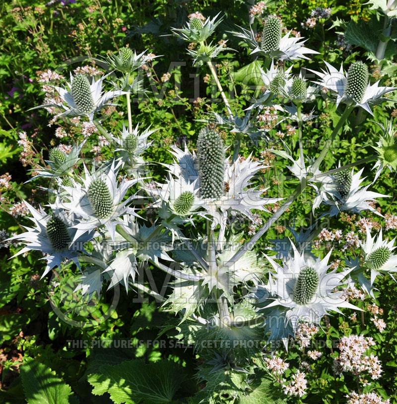 Eryngium Miss Willmott's Ghost (Sea Holly) 2 