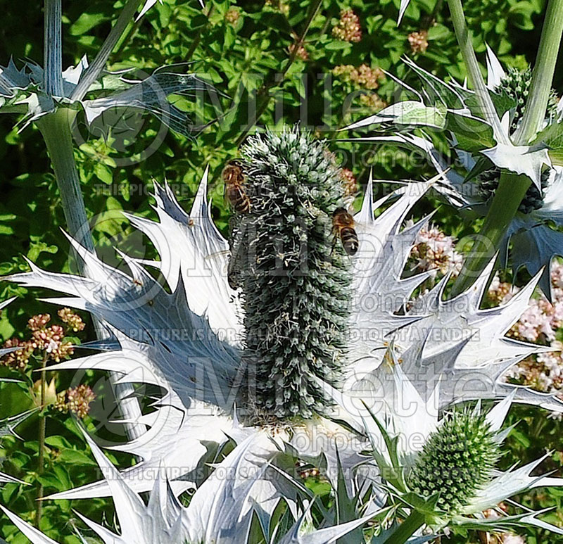 Eryngium Miss Willmott's Ghost (Sea Holly) 1 