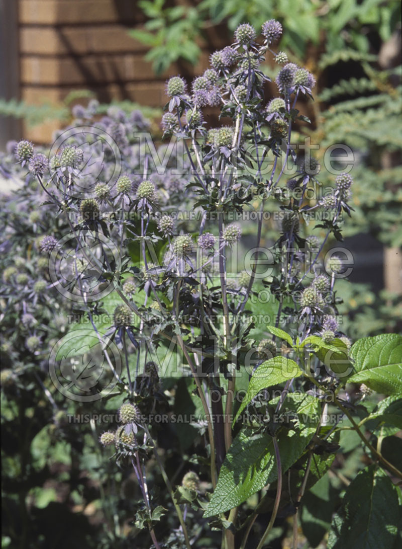 Eryngium Blaukappe (Sea Holly) 1 