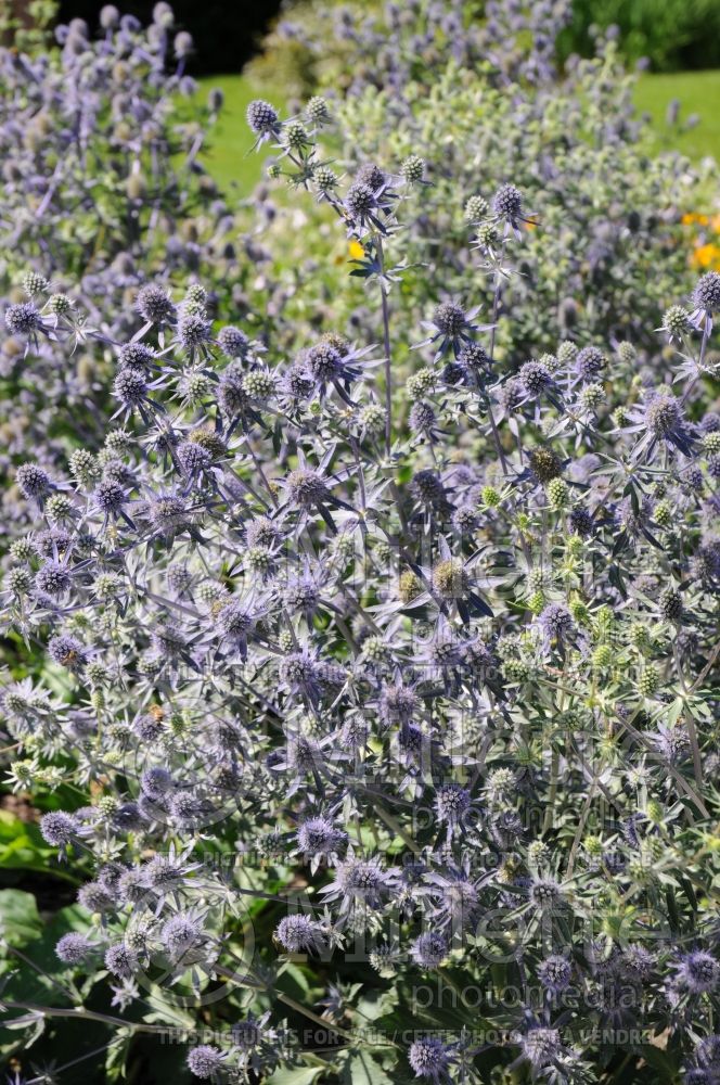 Photo of Eryngium Blue Glitter (Sea Holly)