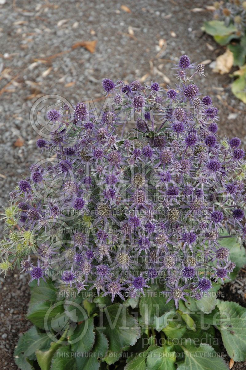 Eryngium Blue Hobbit (Sea Holly) 2