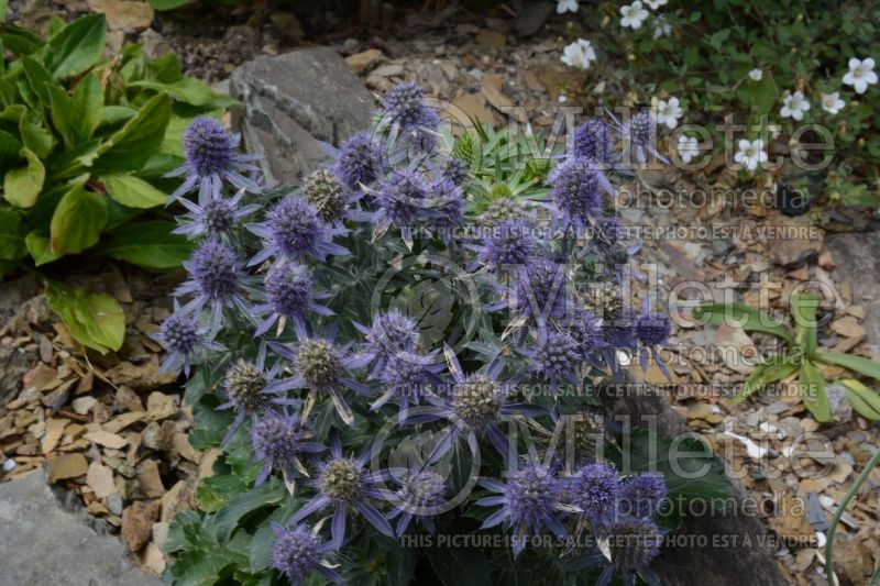 Eryngium Blue Hobbit (Sea Holly) 3 