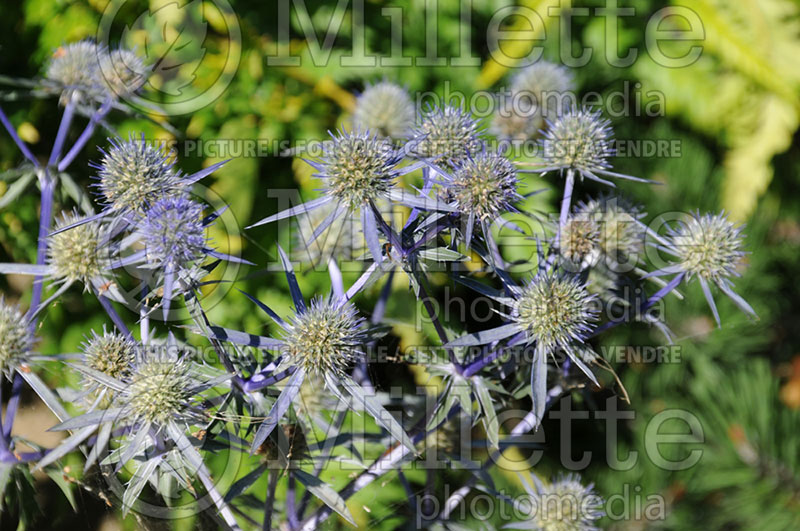 Eryngium planum (Sea Holly) 1 