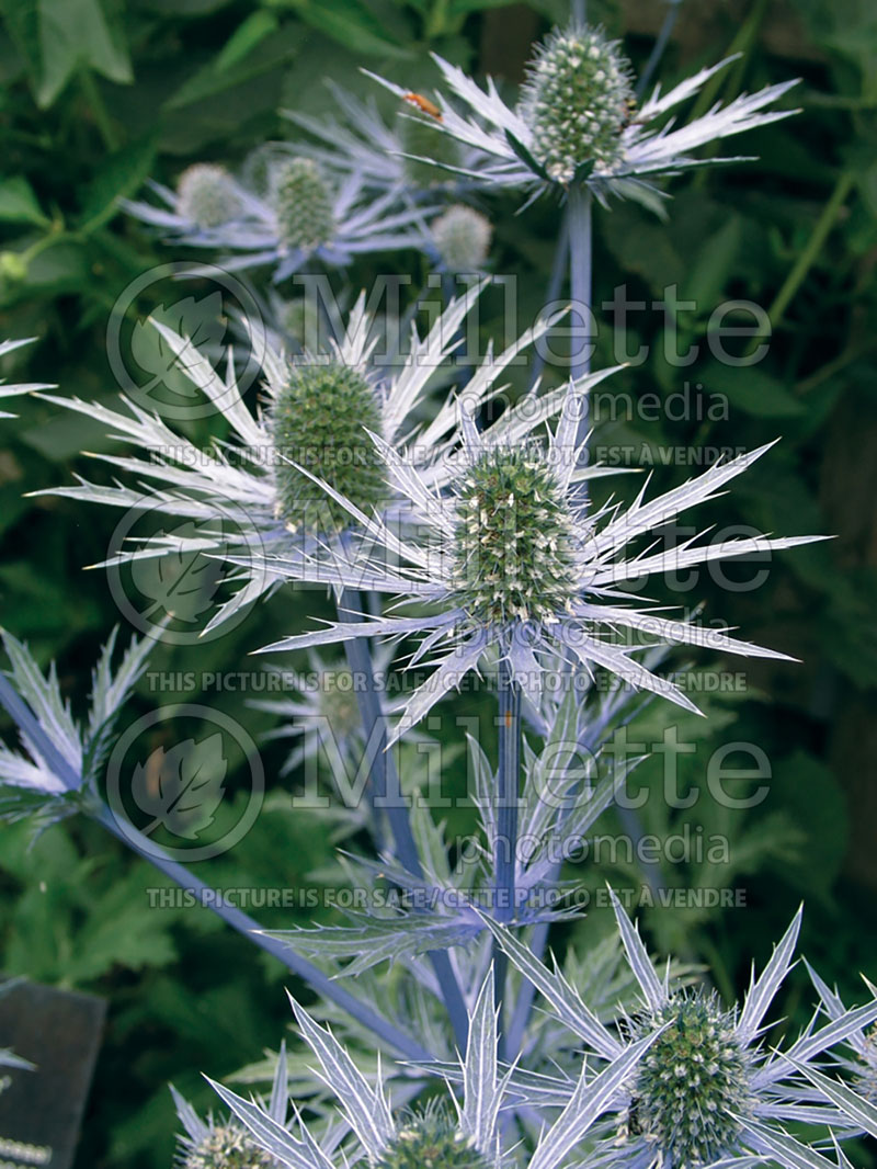 Eryngium Sapphire Blue or Jos Eijking (Sea Holly) 4 