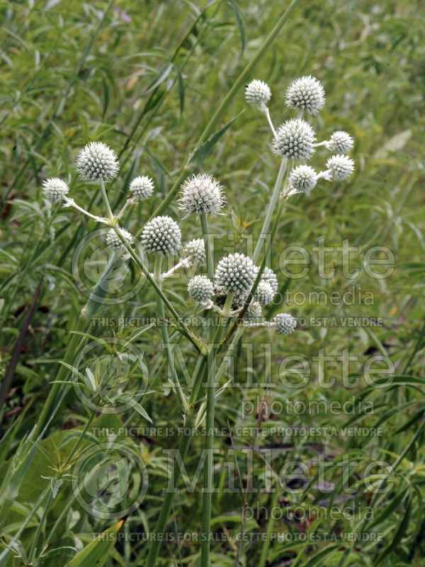 Eryngium yuccifolium (Button snake-root, Rattlesnake Master) 5 