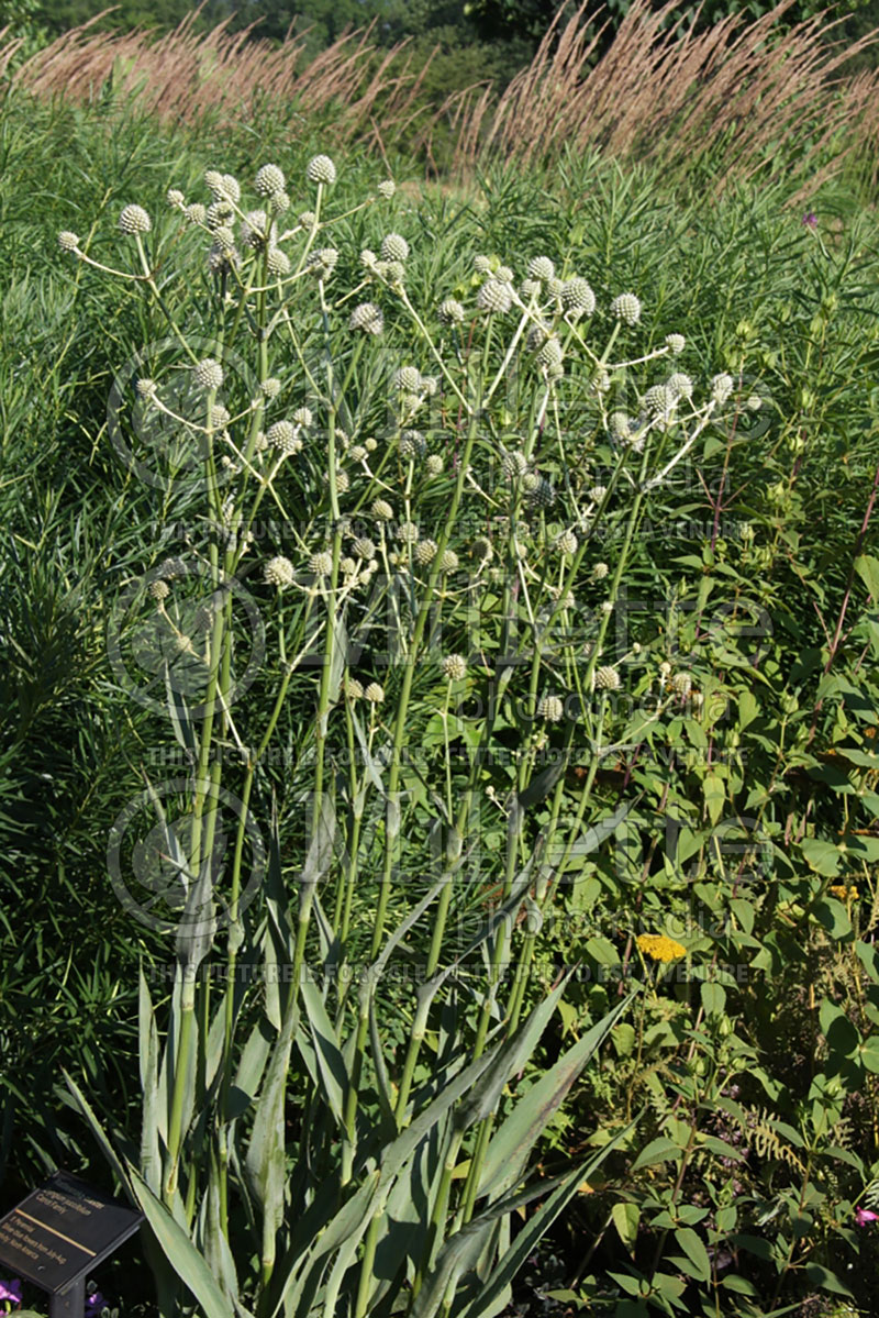 Eryngium yuccifolium (Button snake-root, Rattlesnake Master) 1 