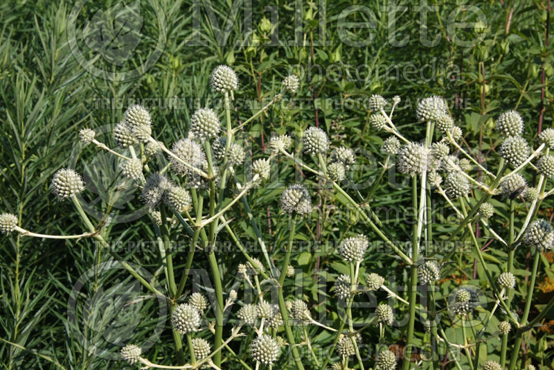 Eryngium yuccifolium (Button snake-root, Rattlesnake Master) 2 