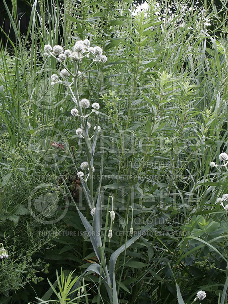 button snakeroot (Eryngium yuccifolium)