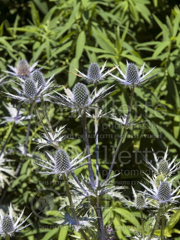 Eryngium Big Blue akaEryngo Holly (Sea Holly) 8 