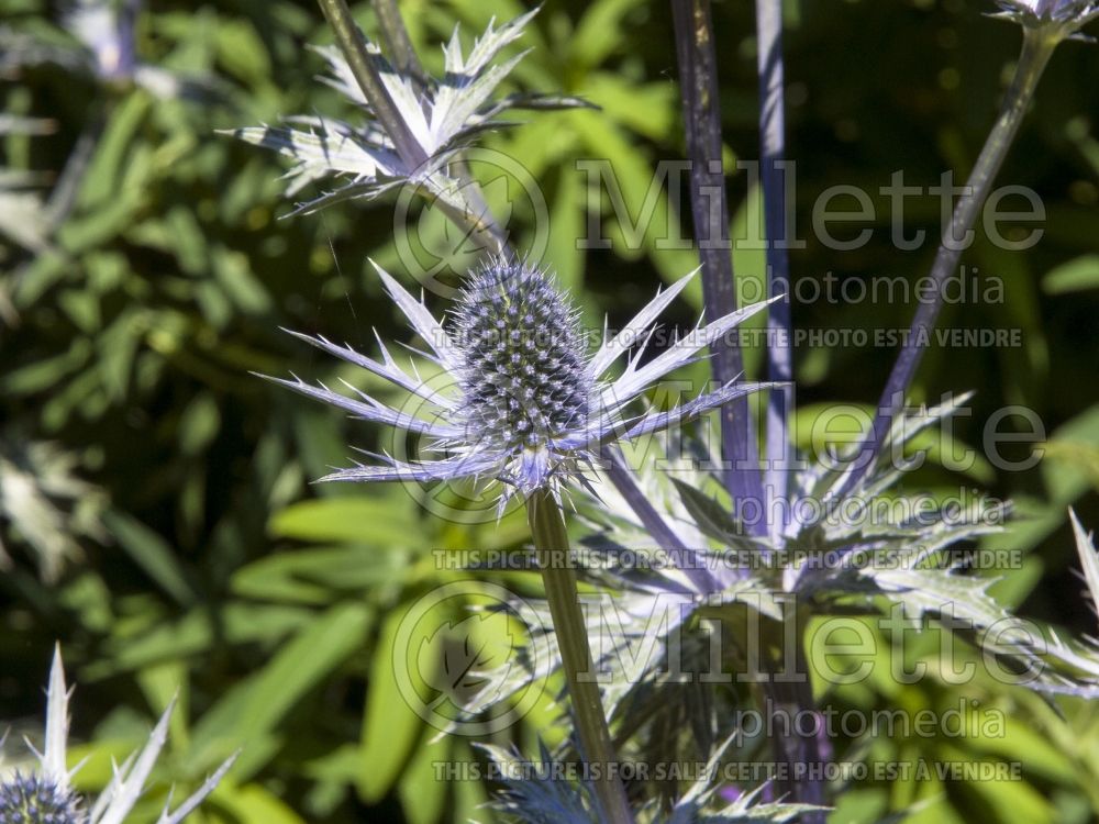 Eryngium Big Blue aka Eryngo Holly (Sea Holly) 9