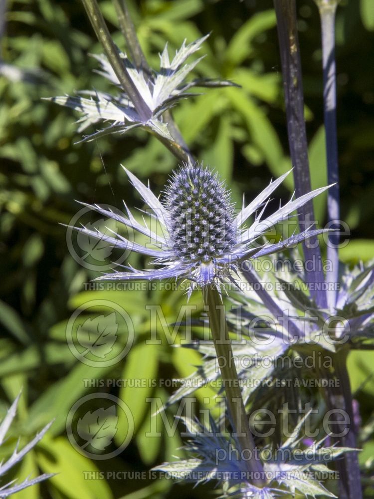 Eryngium Big Blue aka Eryngo Holly (Sea Holly) 11