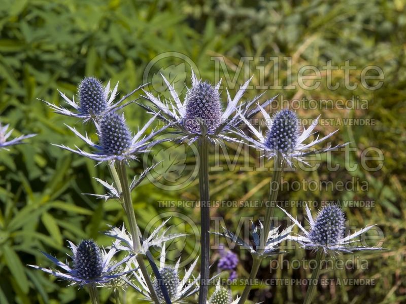 Eryngium Big Blue aka Eryngo Holly (Sea Holly) 10