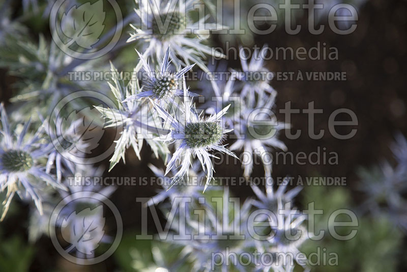 Eryngium Big Blue aka Eryngo Holly (Sea Holly) 4 