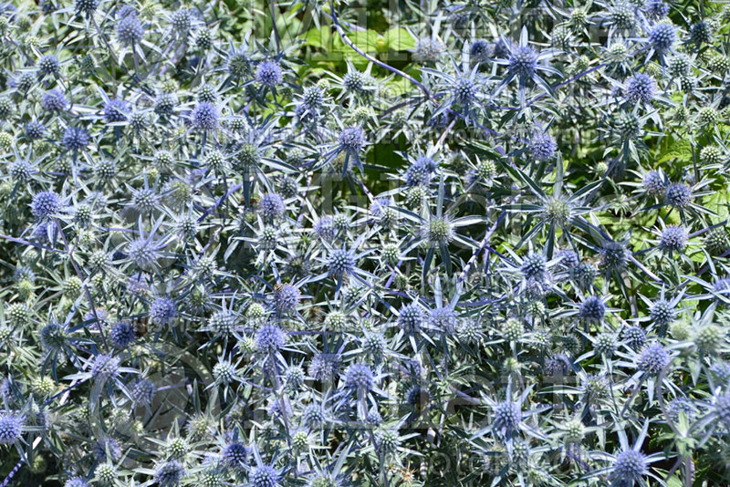 Eryngium Big Blue ou Eryngo Holly (Sea Holly) 7