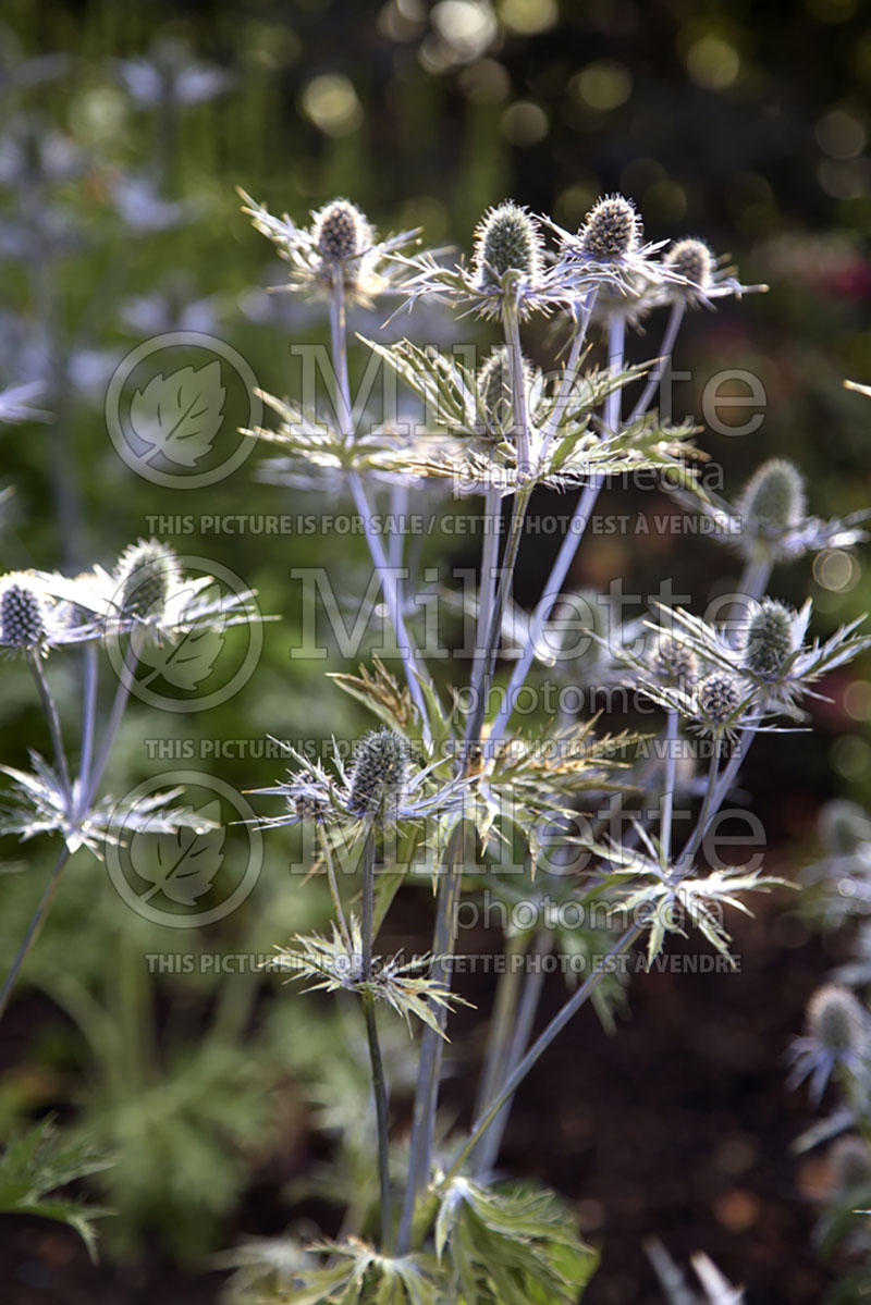 Eryngium Big Blue aka Eryngo Holly (Sea Holly) 3 