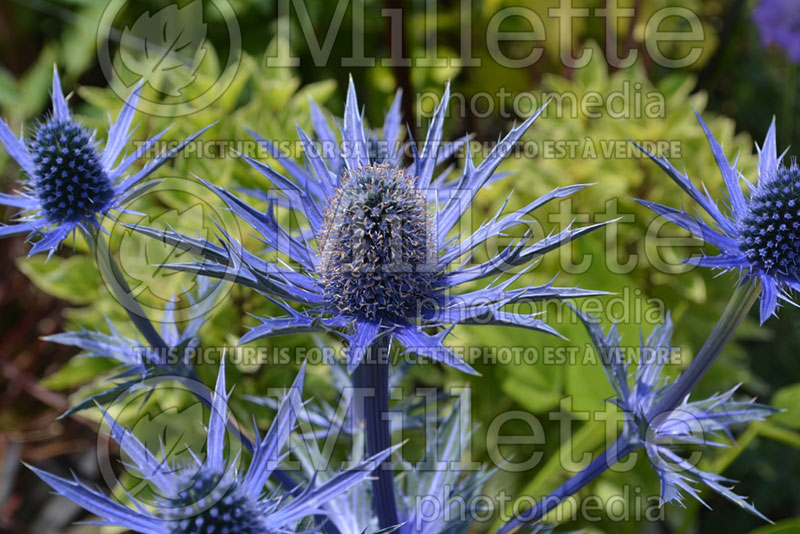 Eryngium Big Blue aka Eryngo Holly (Sea Holly) 2 