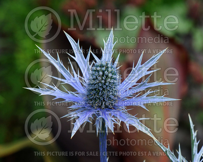 Eryngium Big Blue aka Eryngo Holly (Sea Holly) 6 