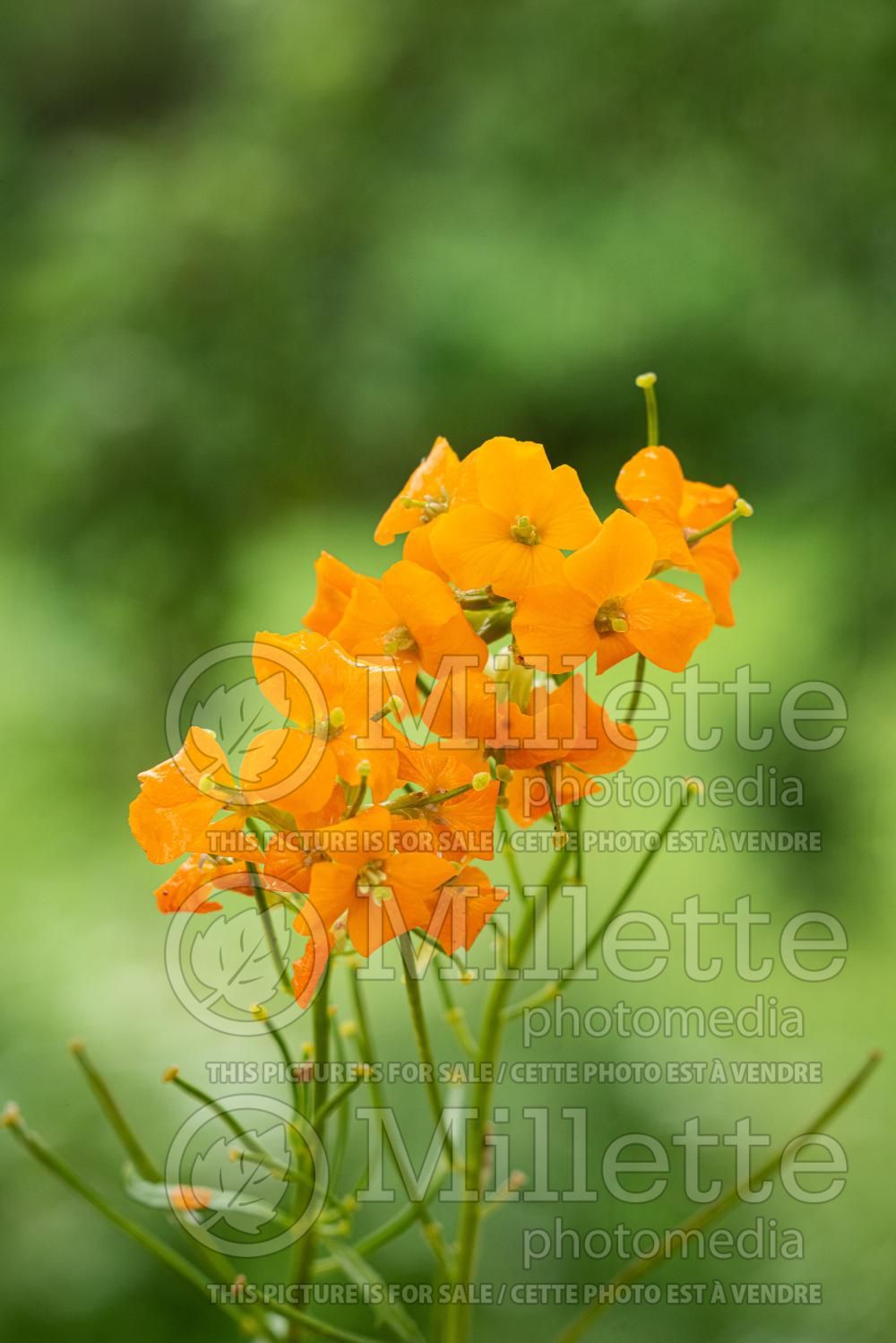 Erysimum capitatum (Wallflower) 2